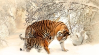 冬季,老虎4K壁纸,3840x2160 虎年壁纸