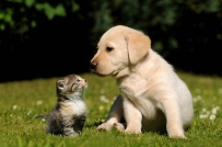 小猫和小狗,朋友,草地,可爱动物图片 4000x2657像素